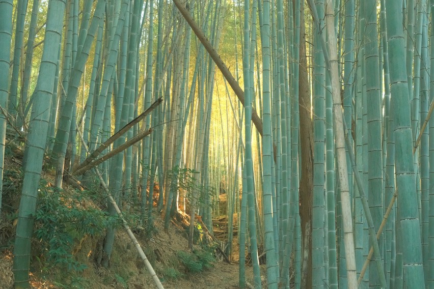 15kyoto bamboo forest v2