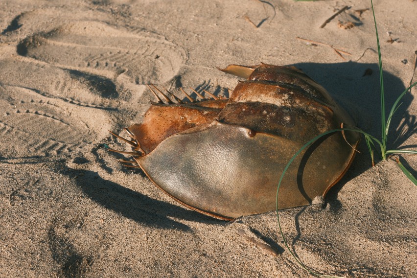 22itoshima horseshoecrab